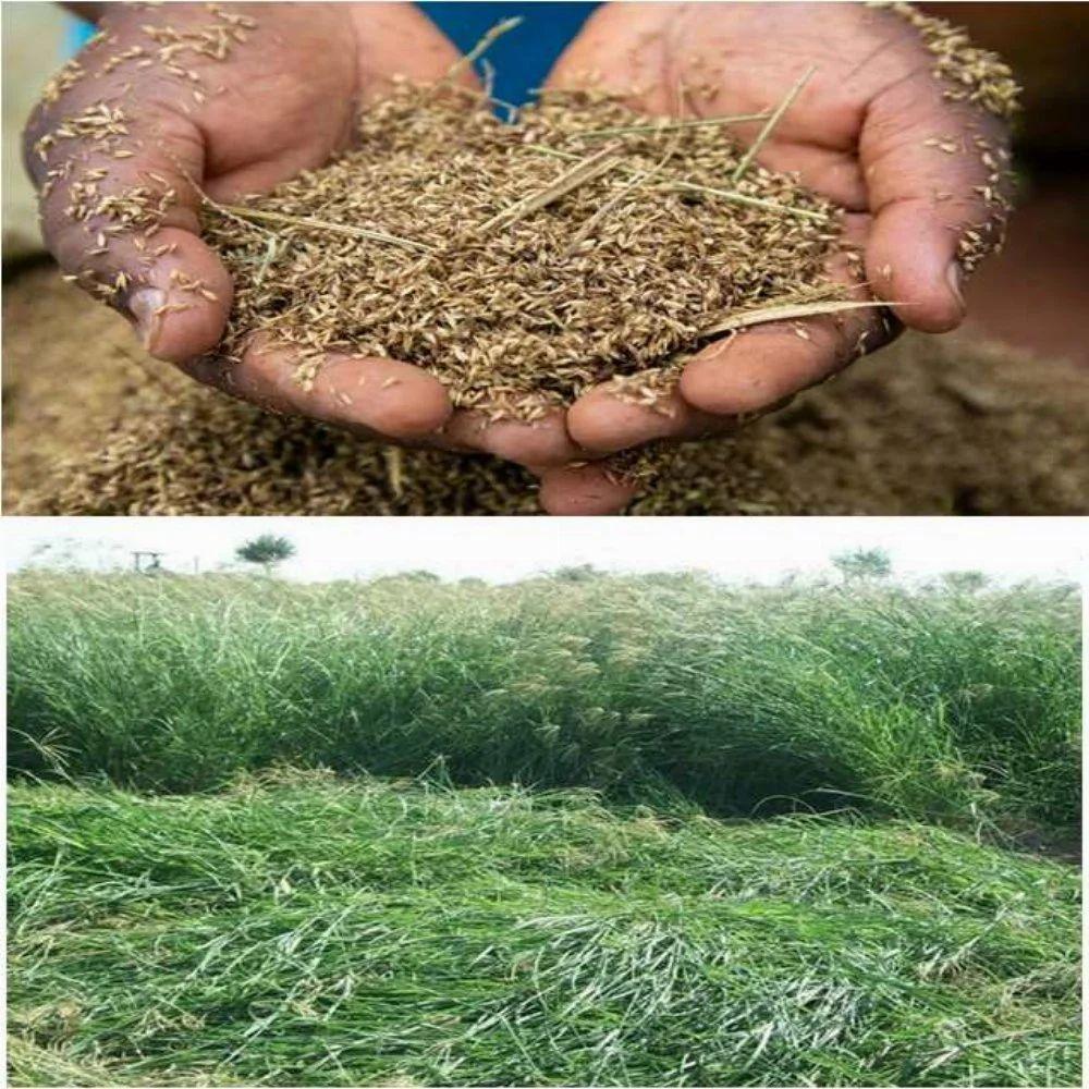 Boma Rhodes Seeds
